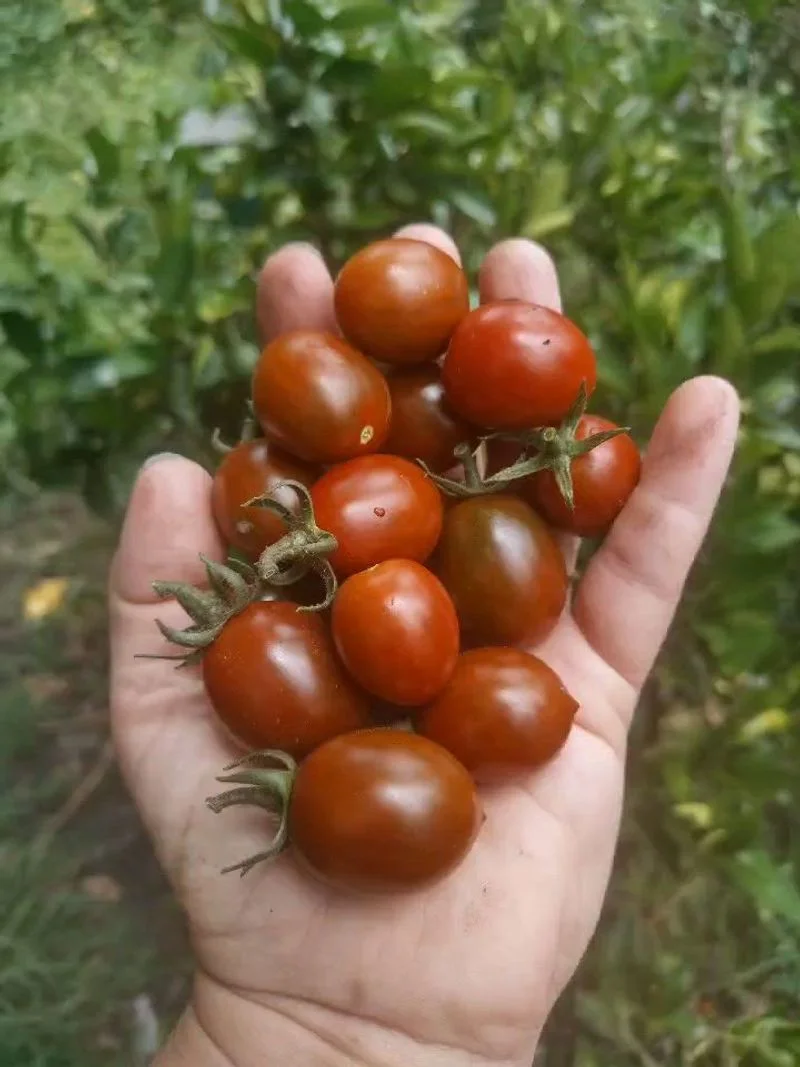 Tomato Surprises