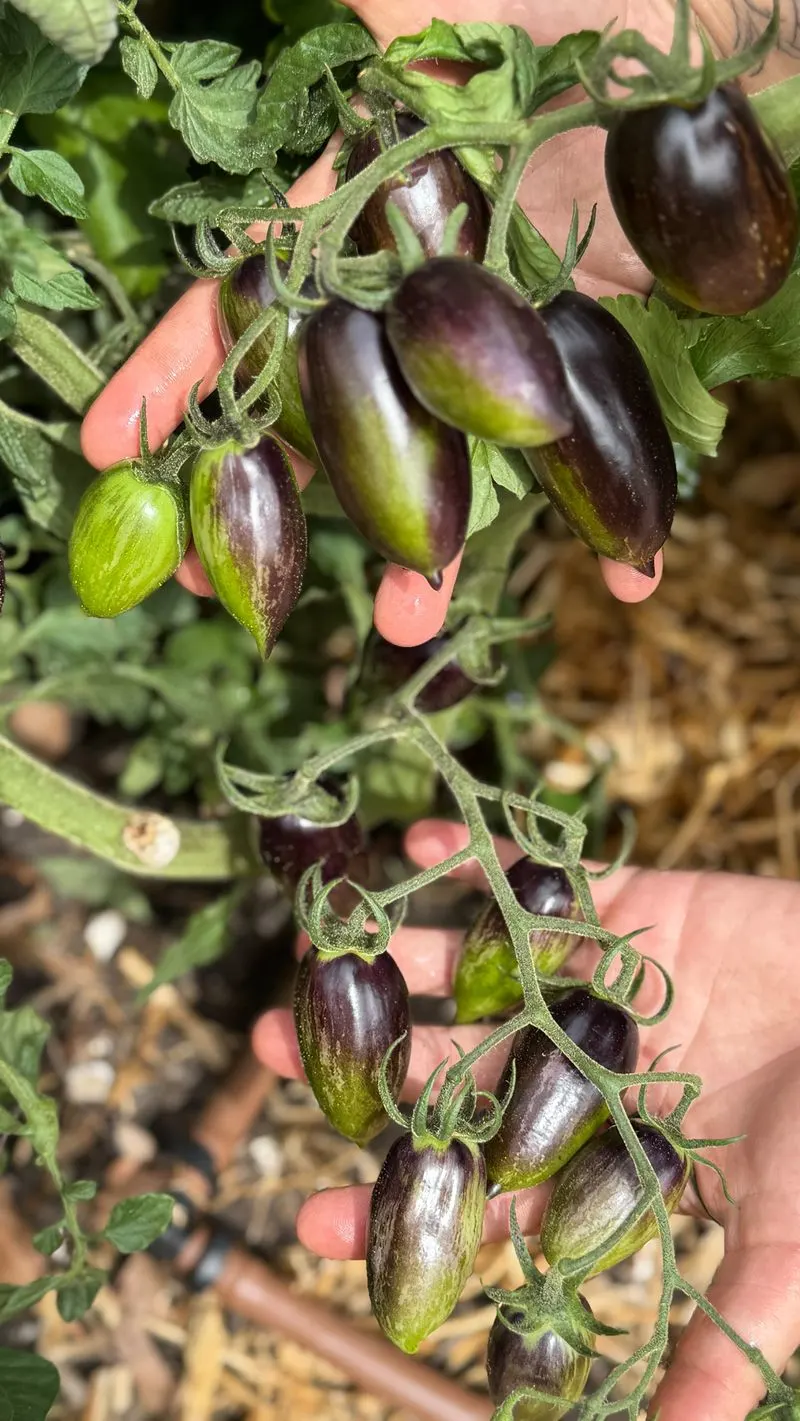 Tomato & Basil