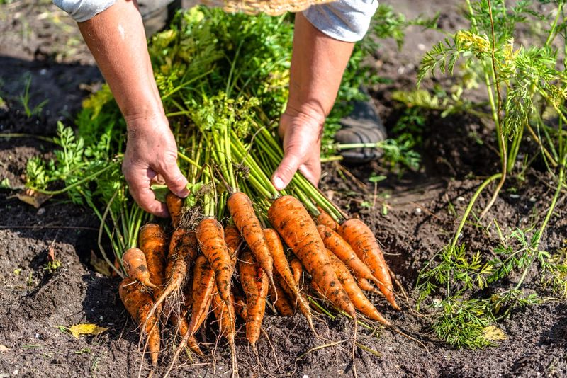 Carrot and Dill