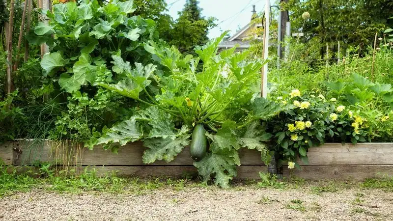 Zucchini