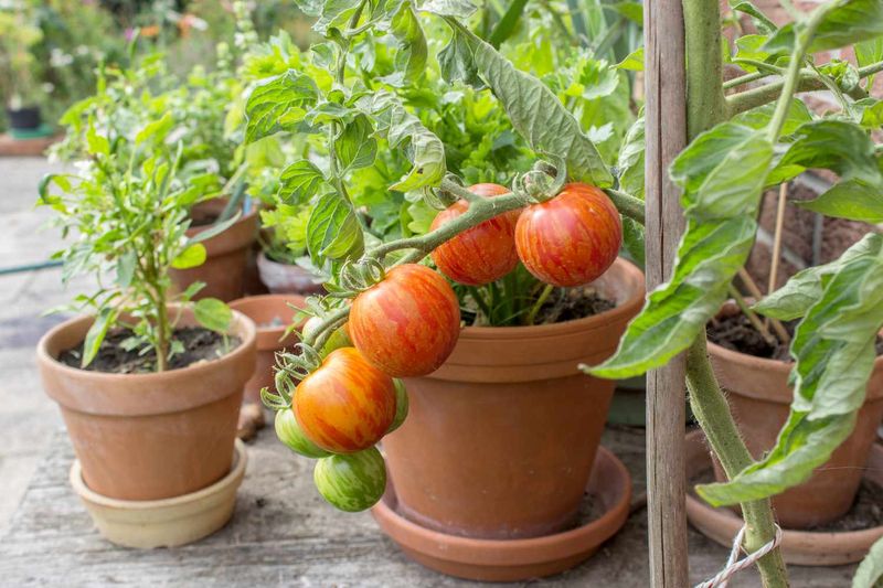 Tomatoes