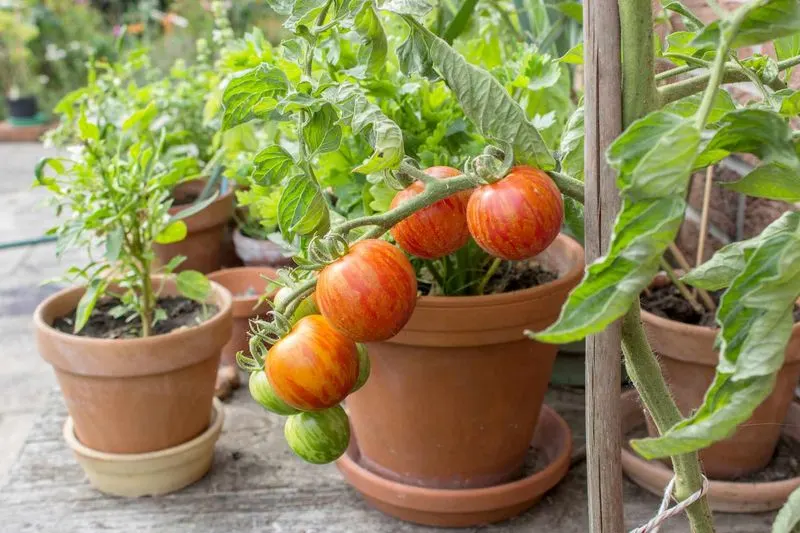 Tomatoes