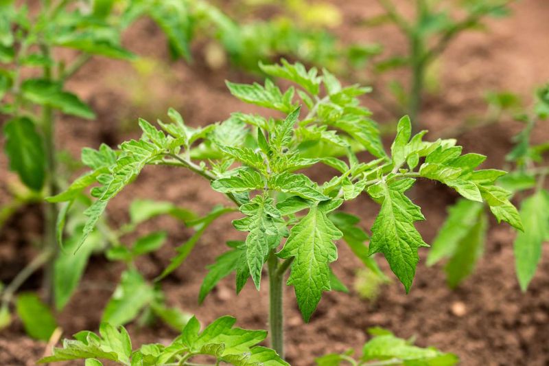 Tomatoes