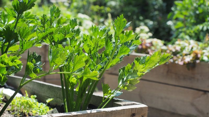 Celery