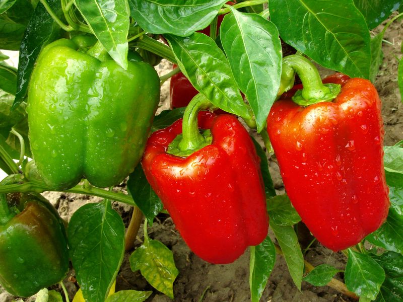 Bell Peppers