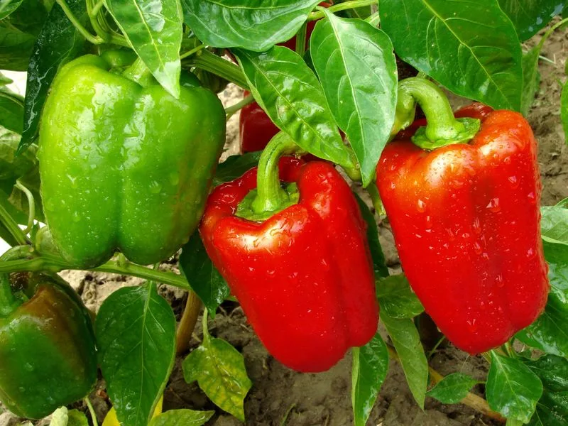 Bell Peppers