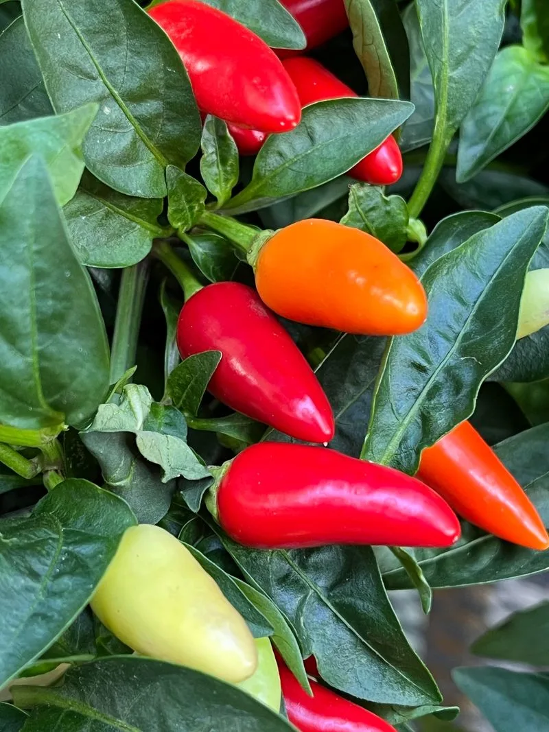 Peppers