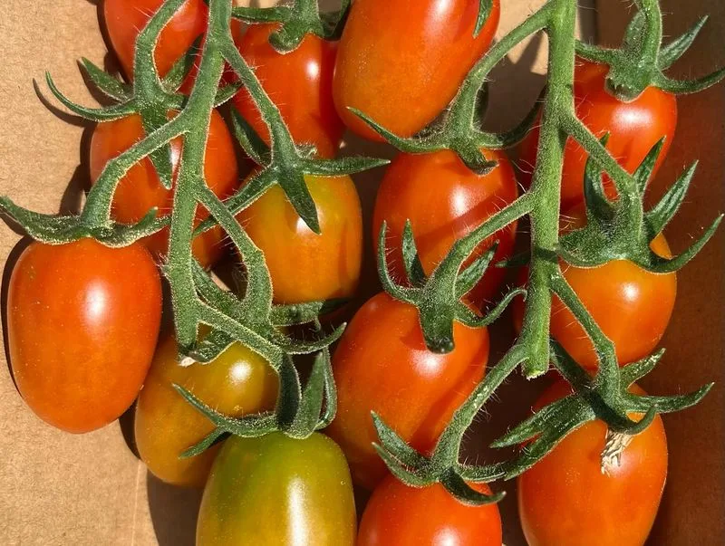 Tomatoes