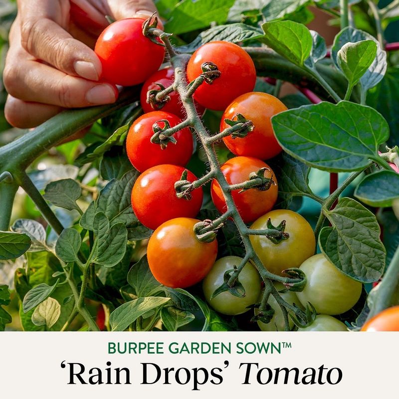 Tomatoes