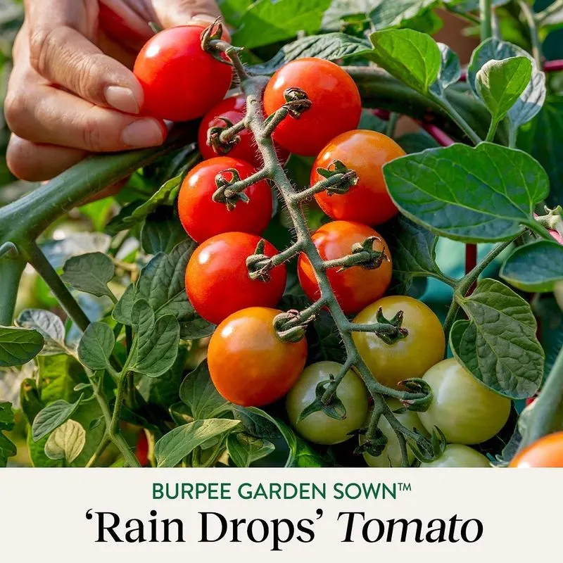Tomatoes
