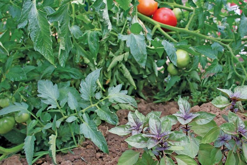 Tomatoes and Basil