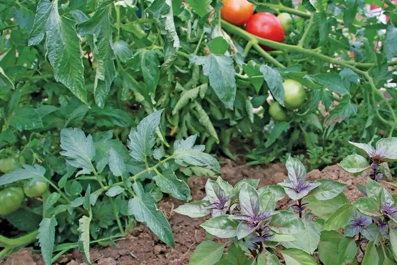 Tomatoes and Basil