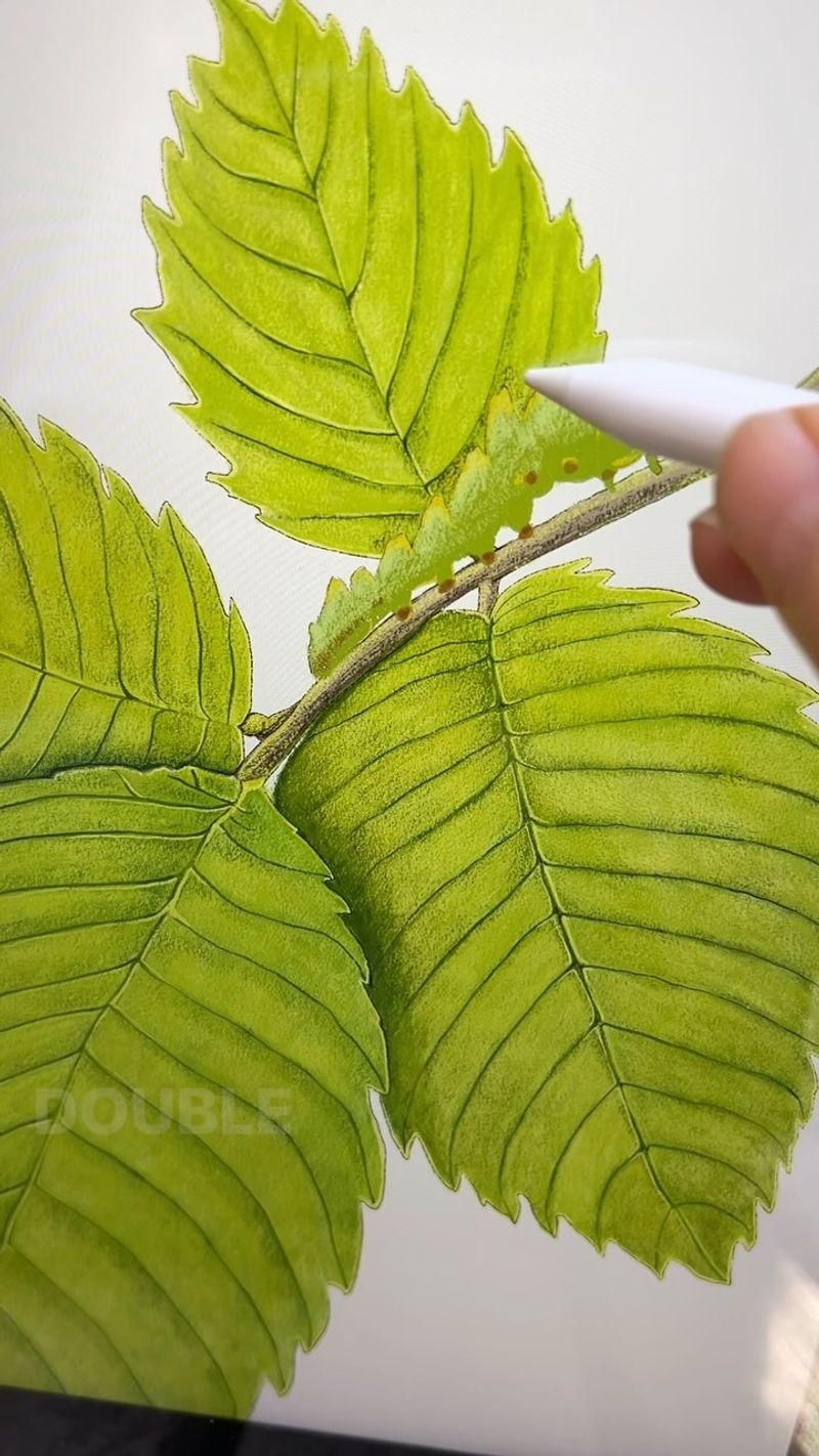Toothed Leaf Edges