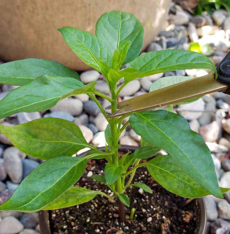 Topping Techniques for More Chillies