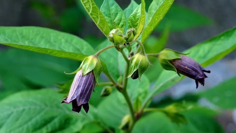 Toxicity of Deadly Nightshade