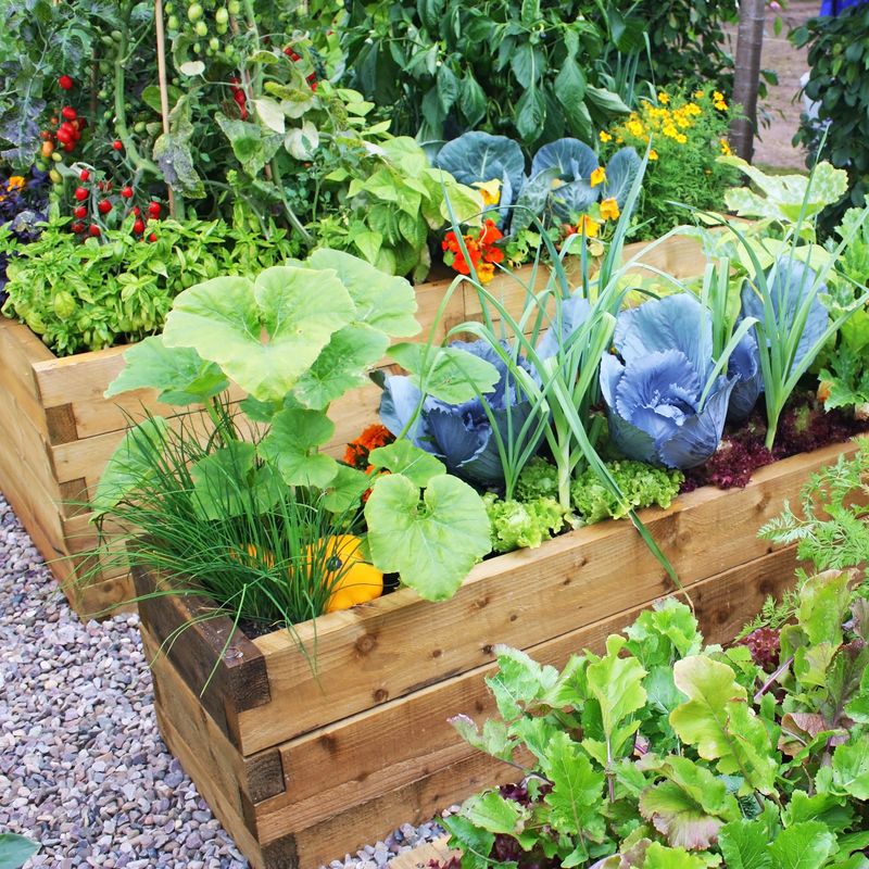 Boxed Vegetable Gardens