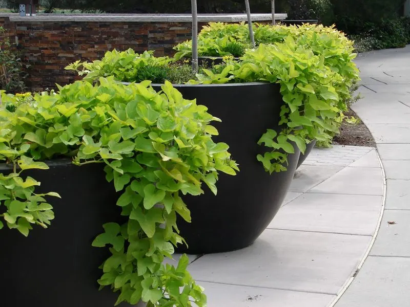 Sweet Potato Vine