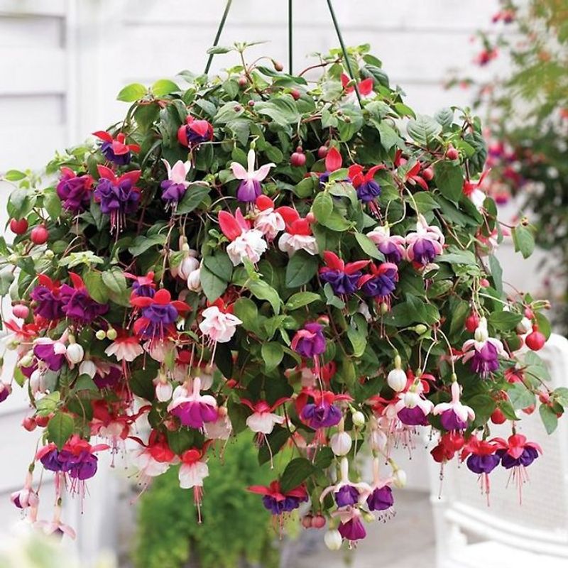 Fuchsia