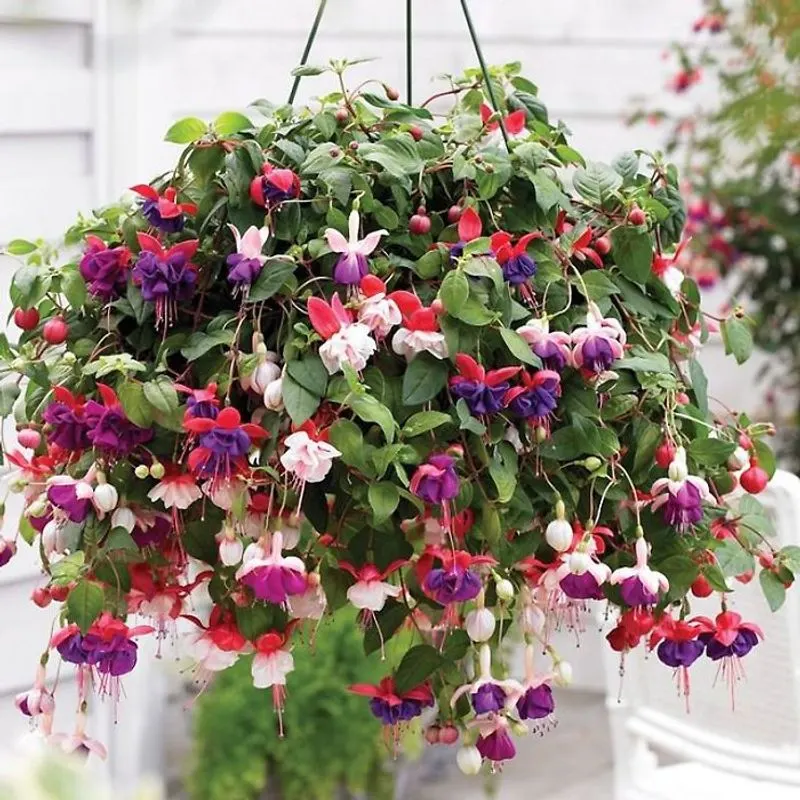 Fuchsia