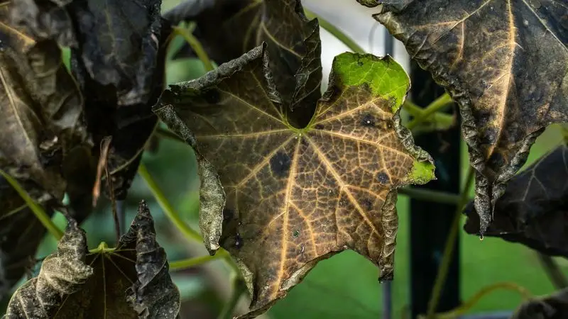 Monitor for Pests and Diseases