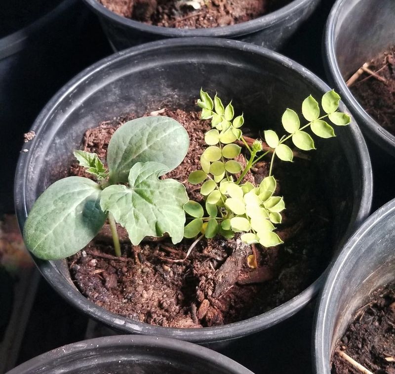 Creating a Companion Planting Strategy