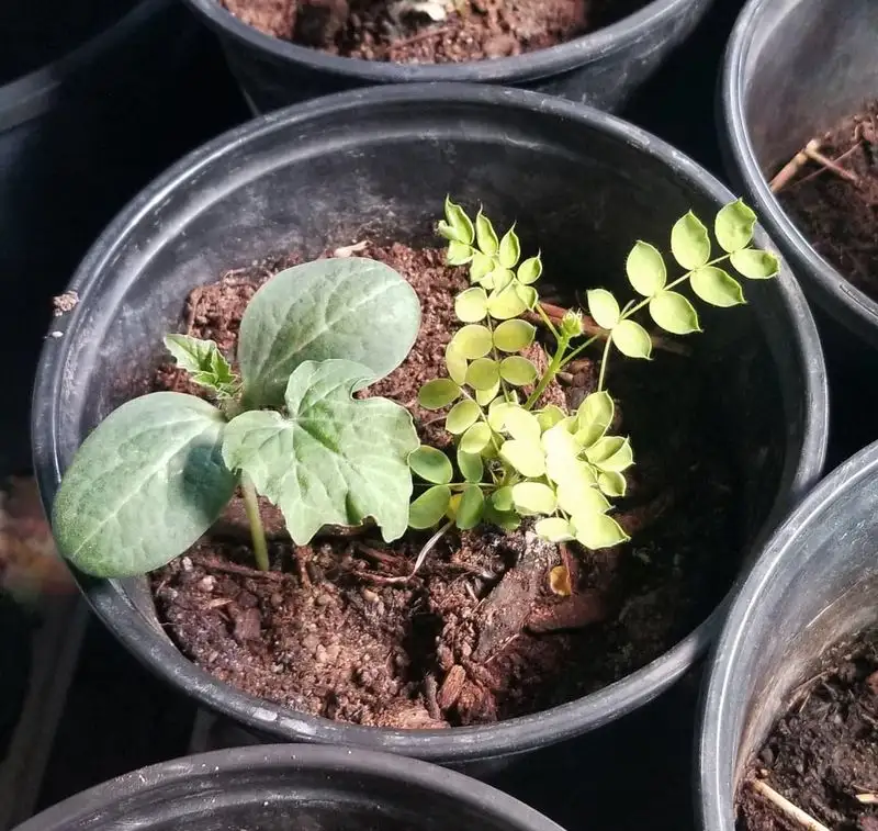 Creating a Companion Planting Strategy