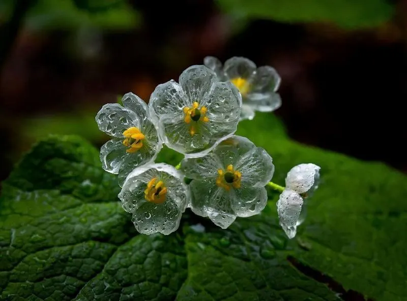 Transparency in Rain