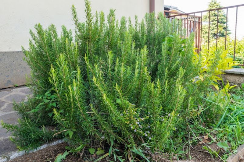 Neglecting Seasonal Care