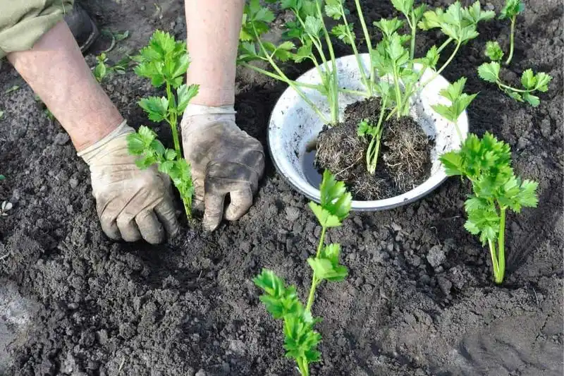 Transplant with Care