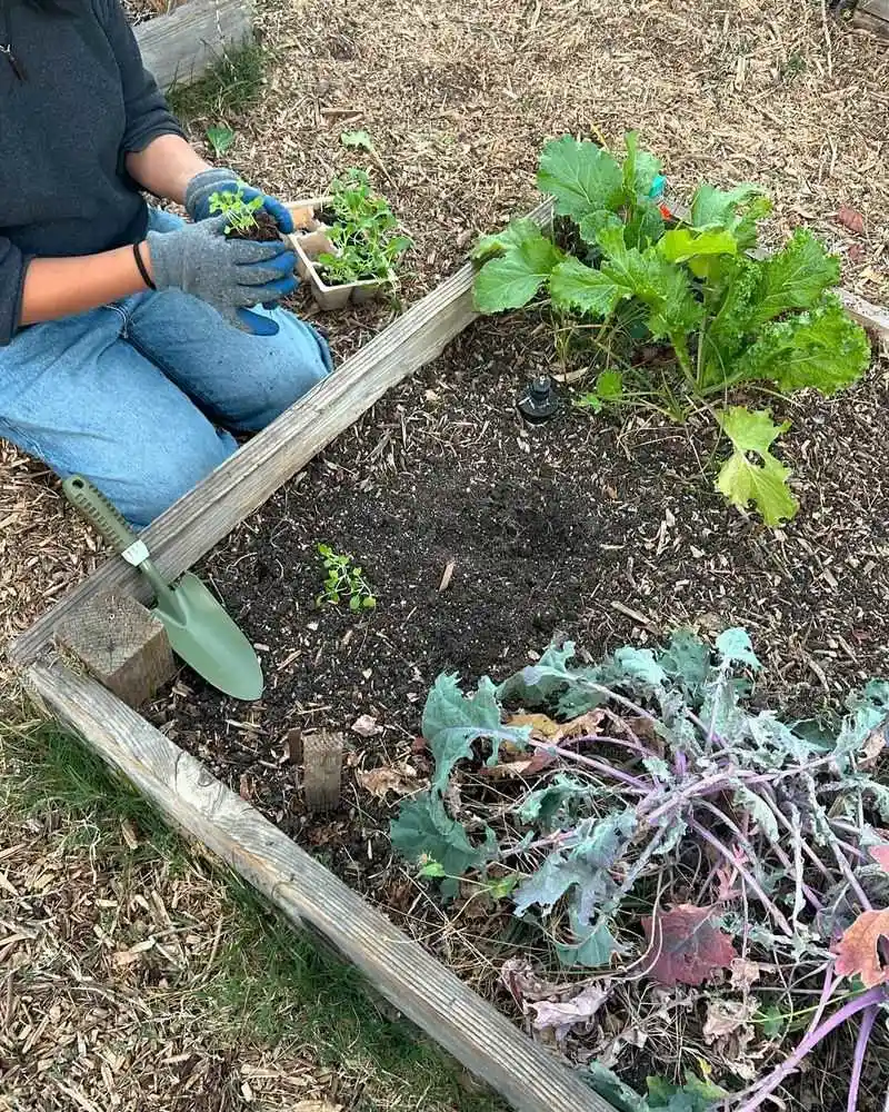 Transplanting Seedlings