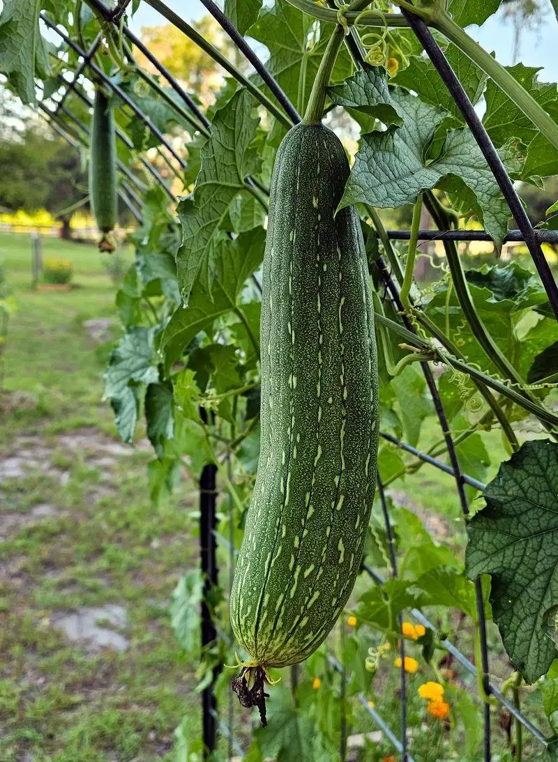Fertilize and Water Regularly
