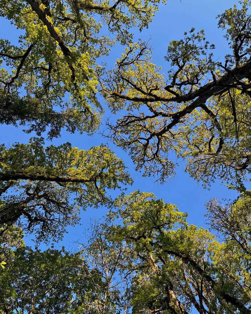 Tree Selection