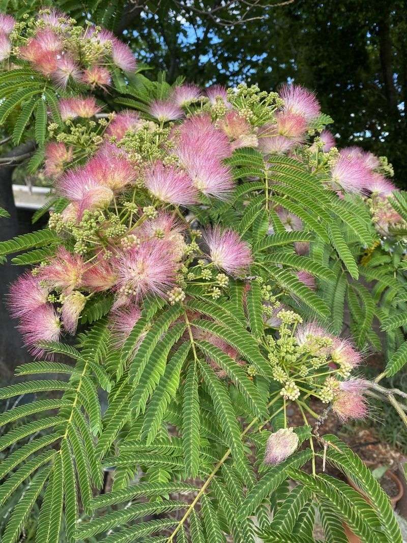 Mimosa Tree