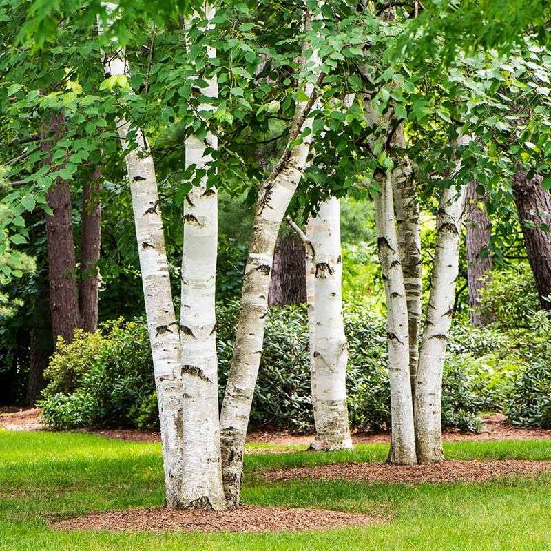 Paper Birch