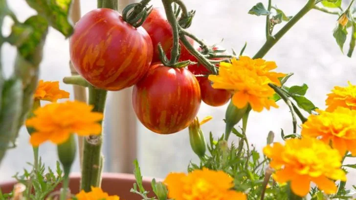 Trick Tomatoes to Produce Early, Often, and Nonstop