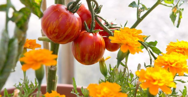 Trick Tomatoes to Produce Early, Often, and Nonstop