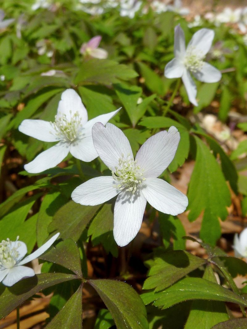 Ephemeral Anemone