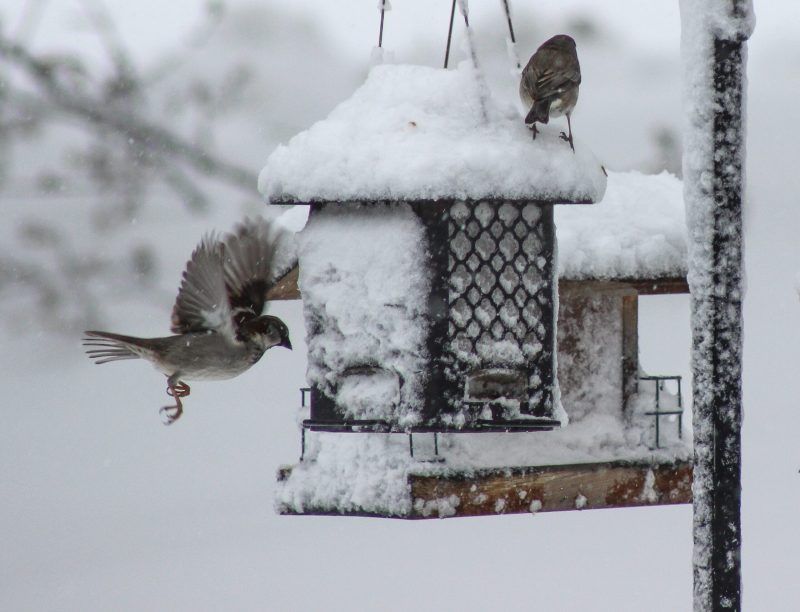 Filling Bird Feeders in Summer