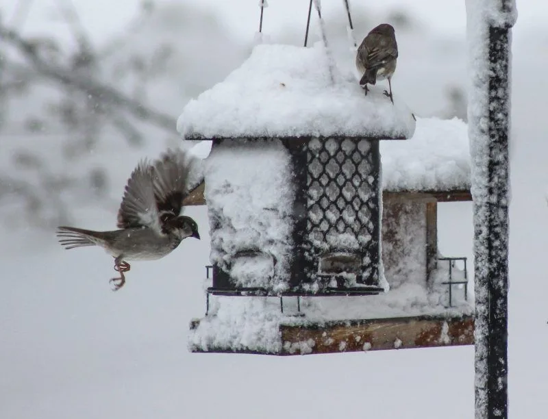 Filling Bird Feeders in Summer
