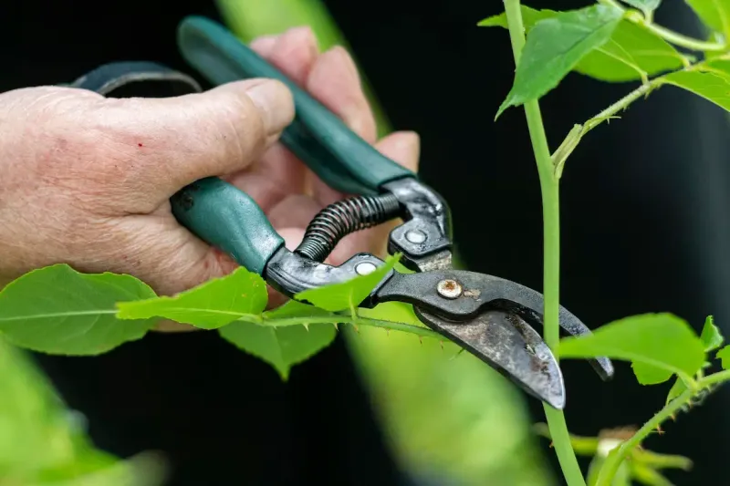 Trimming for Health and Productivity