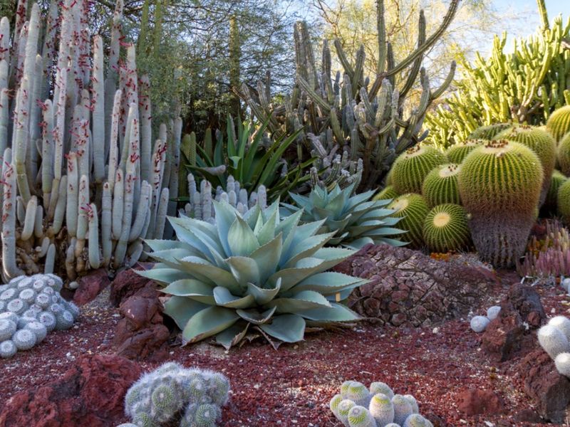 Desert Dwellers