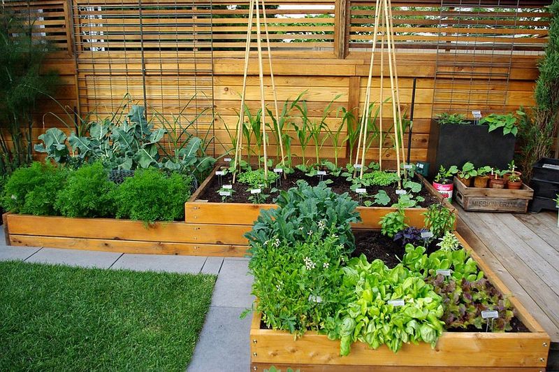 Edible Urban Farm