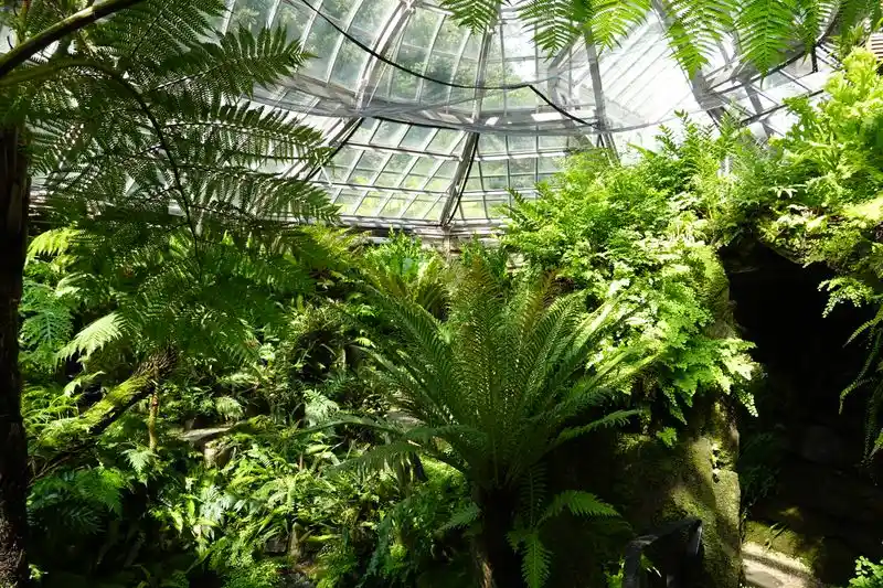 Victorian Fernery