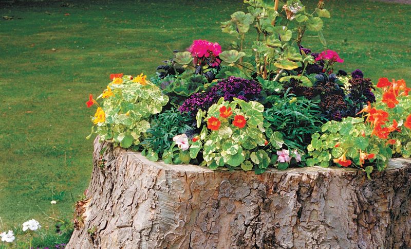 Classic Flower Bed Stump