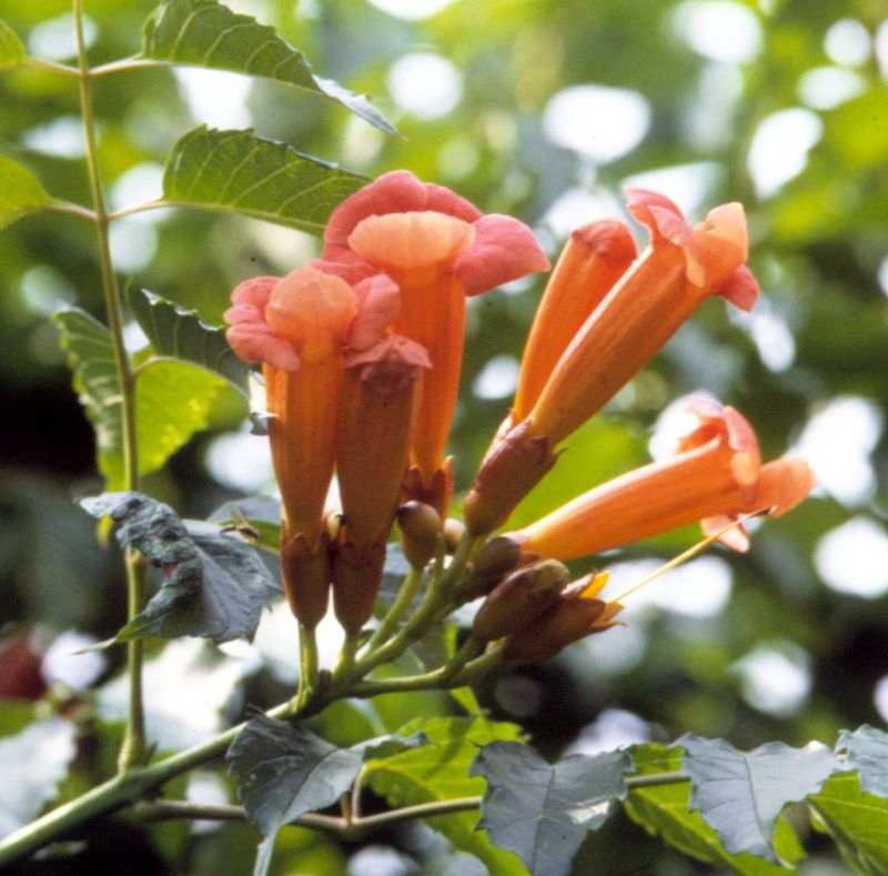 Trumpet Vine and Wisteria