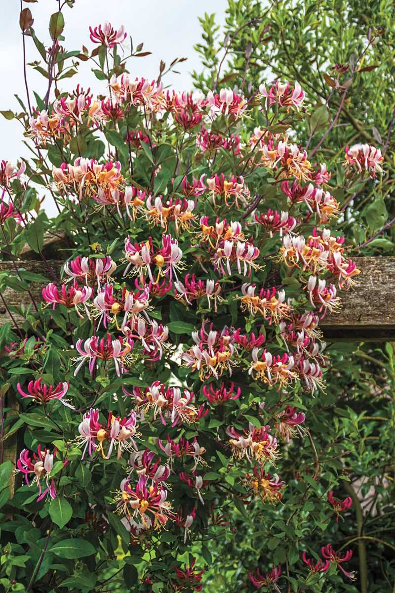 Honeysuckle