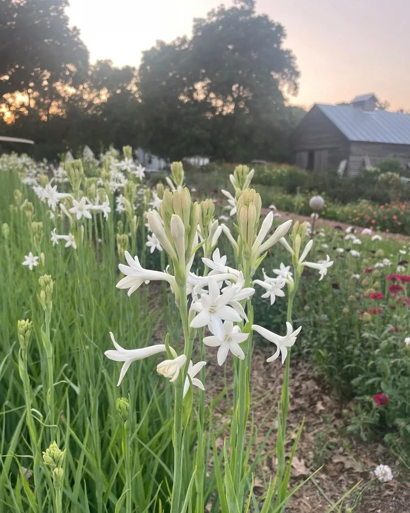 Tuberose
