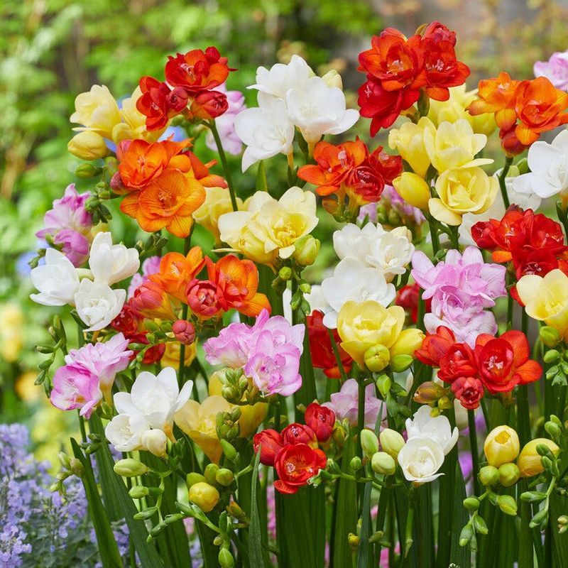 Freesia