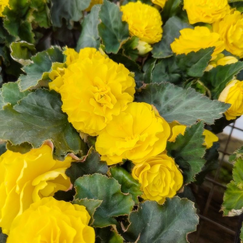Tubular Begonias