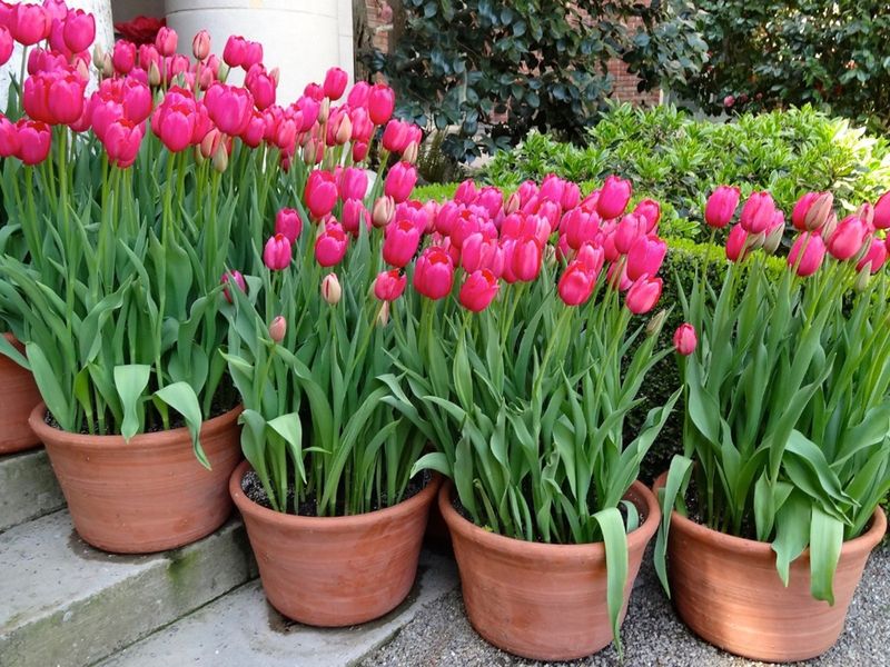 Tulip